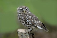 345 - LITTLE OWL ON TREE STUMP - POAD REGINALD - united kingdom
